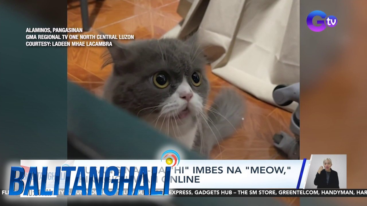 Pusang nag-ha-"hi" imbes na "meow", kinagigiliwan online | Balitanghali