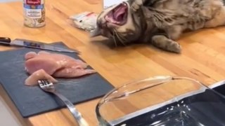 Cat Vs dog funny video 