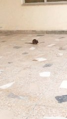 New Version of Tom & jerry