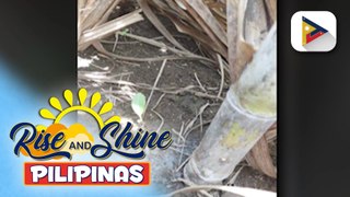 23,000 ektarya ng tubuhan sa Negros Island, apektado ng pagputok ng Mt. Kanlaon