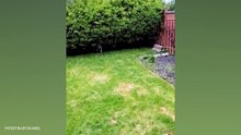 When_you_own_a_DOG_with_an_IQ_200_Funny_Dog_Videos_2024(360p)