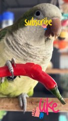 A Day with Adorable Parrot: Exploring Playful Moments #parrot #parrotlover