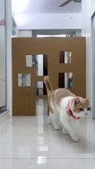 Dog works properly but his luck is so....