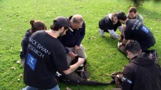 Melbourne researchers study love lived of black swans in inner-city park
