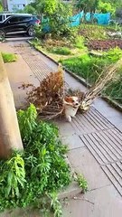 Hungry dog work not Good. Must watch end