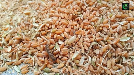 A Tiny Bug Crawling on a Pile of Wheat Grains.  Tiny bug walking on a pile of wheat grains Wheat grain insects