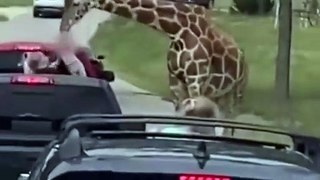 Girafa morde e 'sequestra' menina de 2 anos de veículo