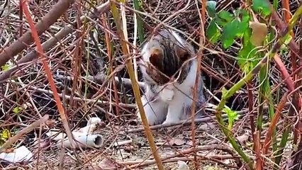 Cowardly male Cat eats food #hungrycats #catvideos