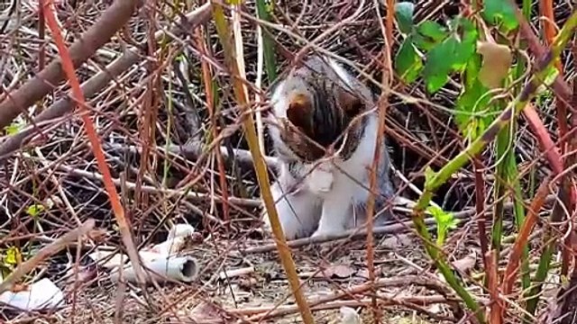 Cowardly male Cat eats food #hungrycats #catvideos