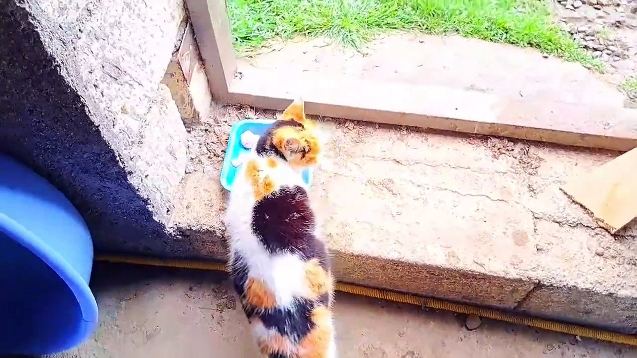 Cute pregnant cat eating food #catvideos #meowing