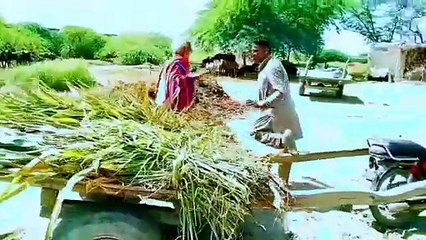 daily village life in punjab| funny videos