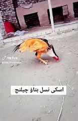 Allah is the best maker of every thing