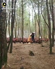 Ali nu yada karah Manqabat status | Animals moments.