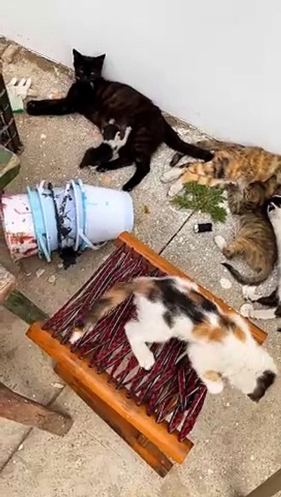 beautiful cat reel shorts