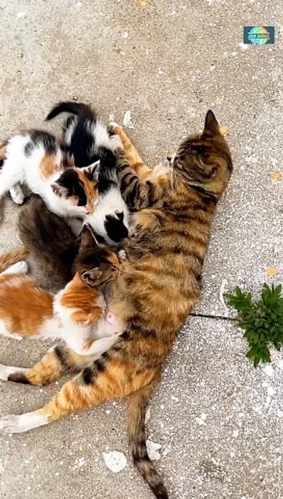 baby cat drinking milk mother cat