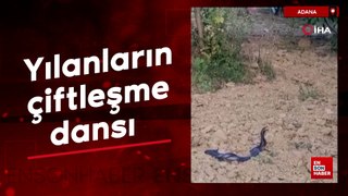Adana'da yılanların çiftleşme dansı görüntülendi