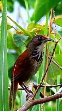 BIRD SOUNDS COLLECTION #nature #animals #wildlife #birds.