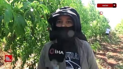 Kavurucu sıcakta zorlu hasat, yassı şeftali tarlada 8 TL'den alıcı buluyor