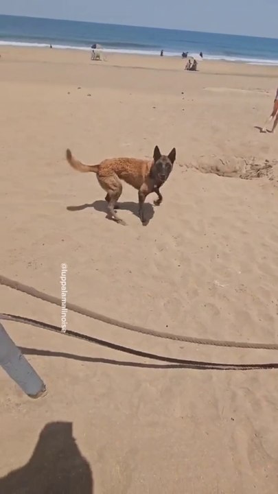 Luppa à la plage à dar bouazza toujours les joujoux