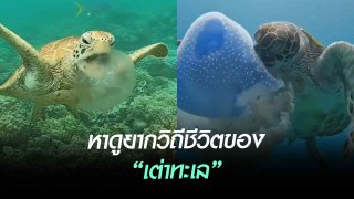 คลิปหาดูยากวิถีชีวิตของ “เต่าทะเล” กินแมงกะพรุนเป็นอาหารอย่างเอร็ดอร่อย !