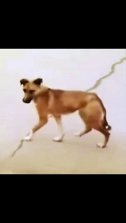 Funy Dog
