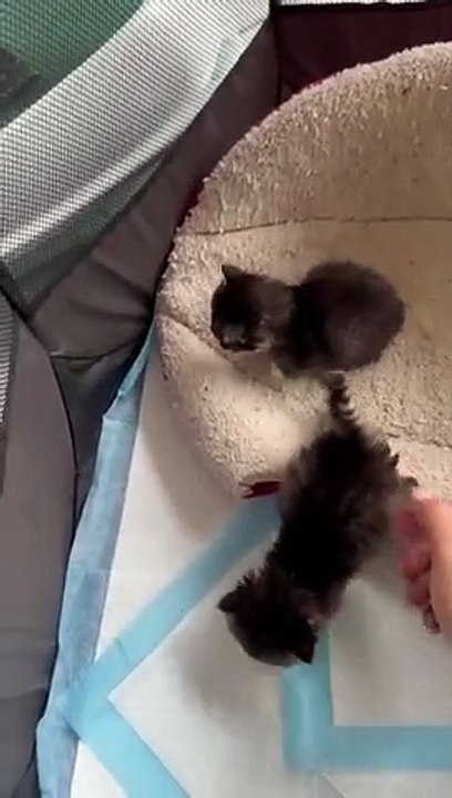 Les nouveaux razpoukets  #chat
