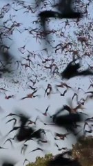 ECTLS - Pourquoi la chauve-souris dort-elle tout le temps la tête en bas ?