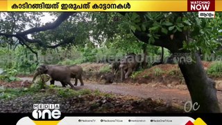 ആന ഓടടാ ഓട്ടം; കണ്ണൂർ ആറളം ഫാമിൽ തമ്പടിച്ച ആനക്കുട്ടത്തെ ഓടിക്കുന്ന ദൃശ്യങ്ങൾ