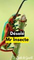 Désolé mon ami l'insecte