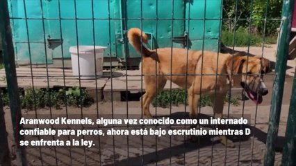 El perro encontrado en un contenedor de basura en New Jersey conduce a cargos de crueldad animal