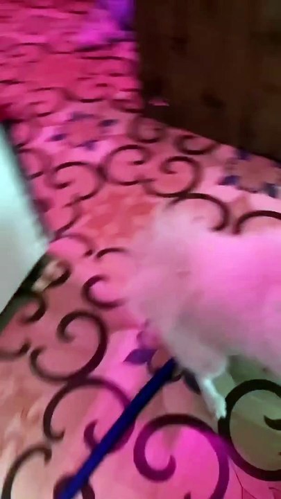 cute dog