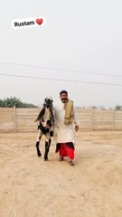 1000024514 Bakra big beautiful #animals