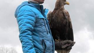 Un aigle disparu réintroduit en Haute-Savoie