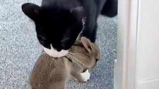 Katze fängt lebendes Kaninchen und bringt es nach Hause