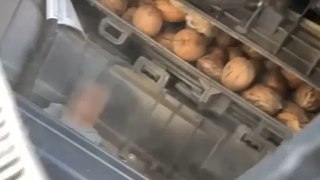 Man Discovers Pecans Hidden Inside Car