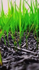 Paneeri rice farming Vlog  || how to grow Rice Crop