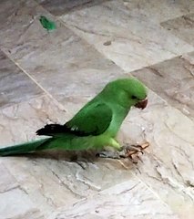 Mithu kia Kha Rahe ho