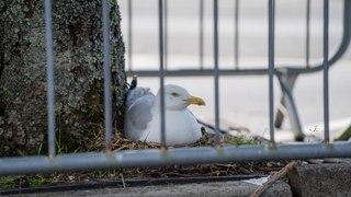 Supermarket staff cordon off parking spaces to protect seagull