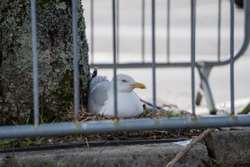 Supermarket staff cordon off parking spaces to protect seagull