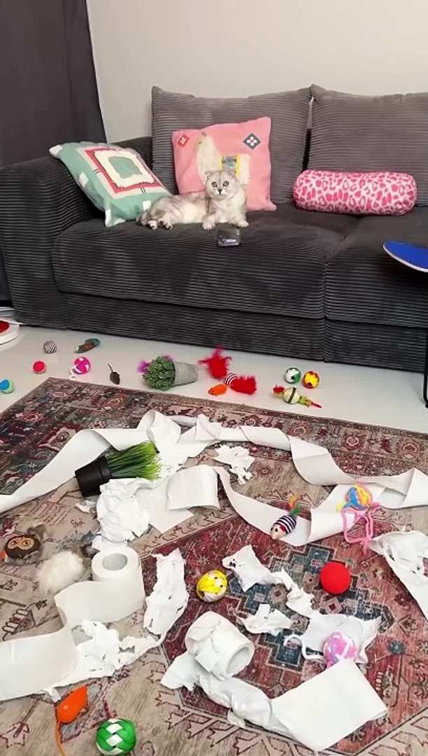 ⁣Music for cats by Sonyakisa #cat #cats