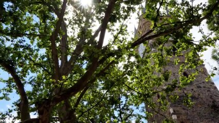 MUSIQUE CALME DE DENSITY & TIME TITRE GROWTDECAY