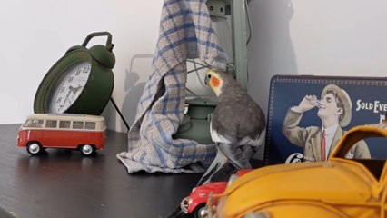 Bird Sings While Playing With Fellow on Table