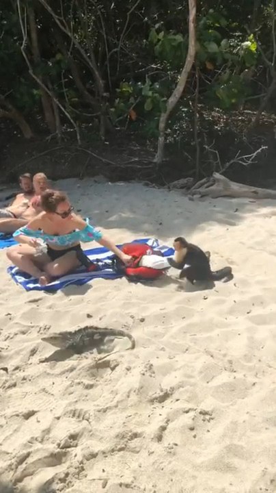 Monkey Steals Woman's Lunch Bag