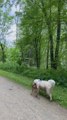 Dog Befriends Fawn on Walk