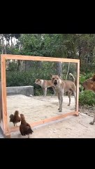 Funny_animals_reaction_with_mirror__#funnyanimals_#funnypets_#funnymoments_#trynottolaugh_#laugh_#funnydogsoftiktok_#prankdog_#foryou_#foryoupage_#v