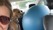 American Staffordshire Dog Attacks Stability Ball