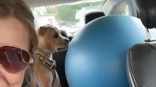 American Staffordshire Dog Attacks Stability Ball