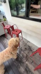 Doodle Dog Jumps on Counter