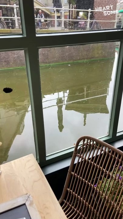 From Drowning to Flying! Kind Woman Rescues Sick Pigeon