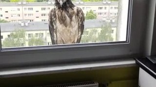 Person Spots Rare Bird Perched on Window